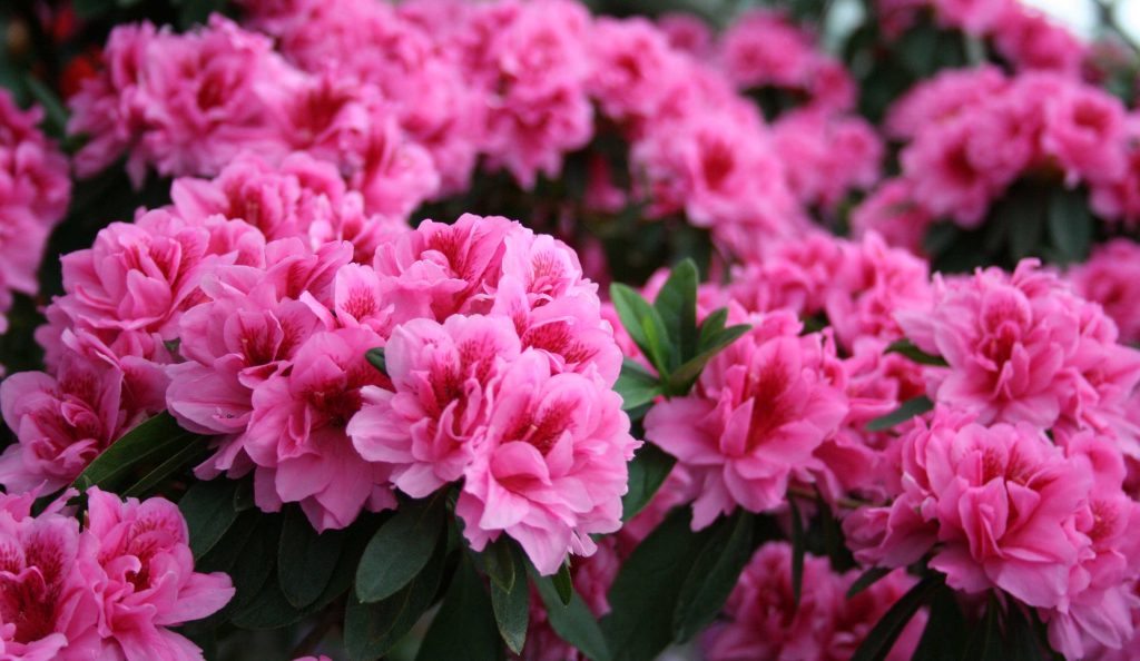 gyönyörű színpompás rhododendron