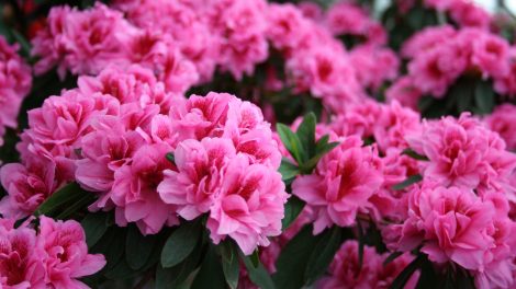 gyönyörű színpompás rhododendron