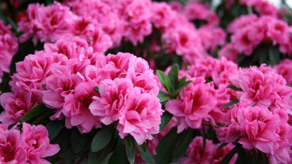 gyönyörű színpompás rhododendron