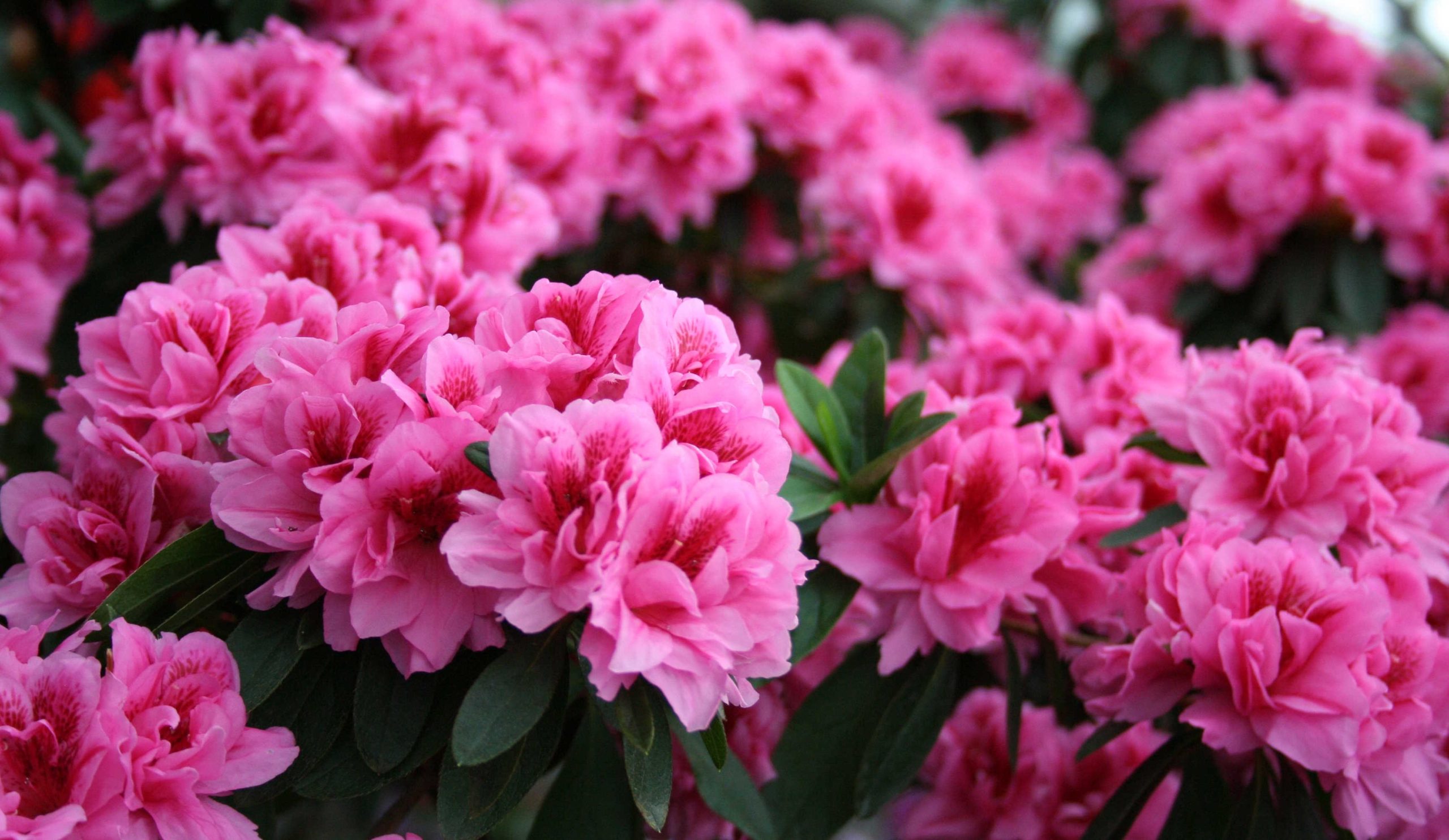 gyönyörű színpompás rhododendron