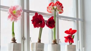 amarilliszok az ablakban