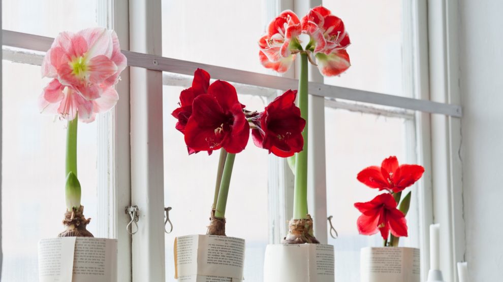 amarilliszok az ablakban