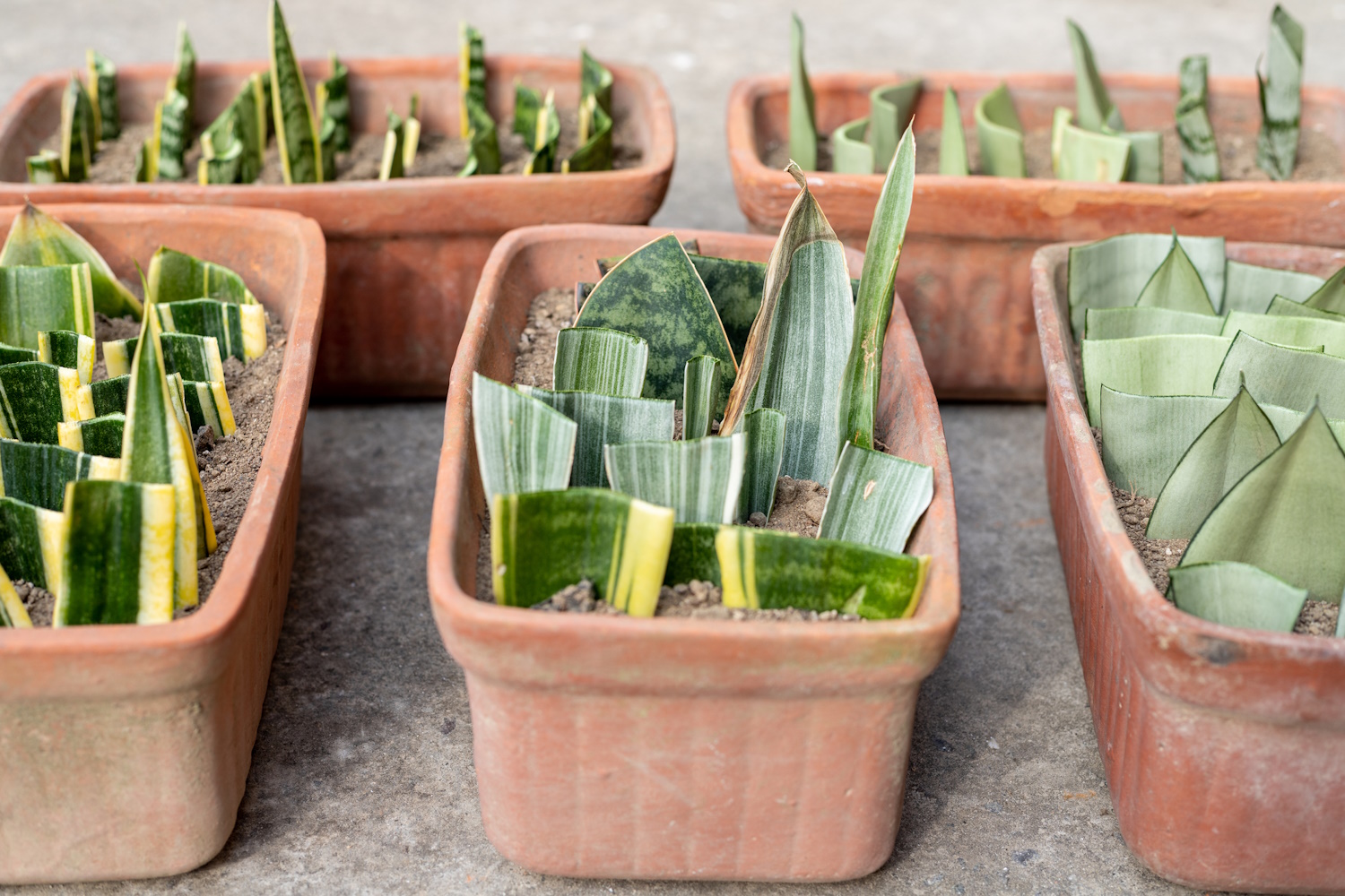 Anyósnyelv szaporítása levéldugványról