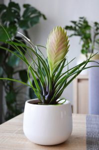 A tillandsia is broméliafélék családjába tartozik