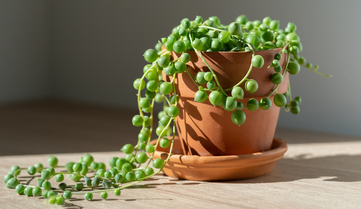 borsóka gyöngyfüzés növény közelről agyagcserépben