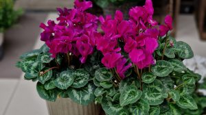 ciklámen színű ciklámen