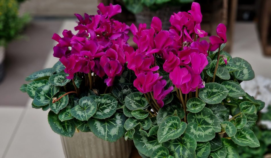 ciklámen színű ciklámen