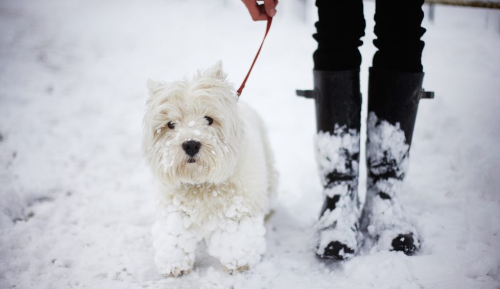 West highland terrier a hóban
