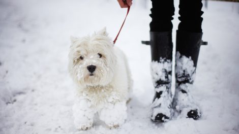 West highland terrier a hóban