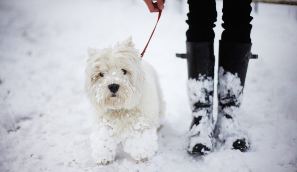 West highland terrier a hóban