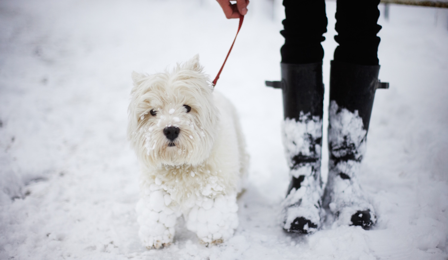 West highland terrier a hóban