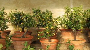 citromfák cserépedényben