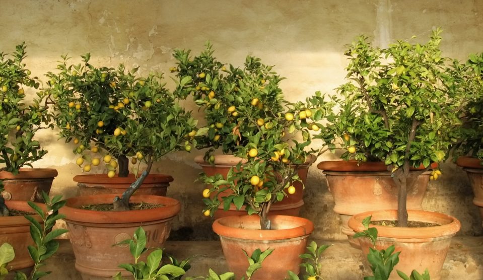 citromfák cserépedényben