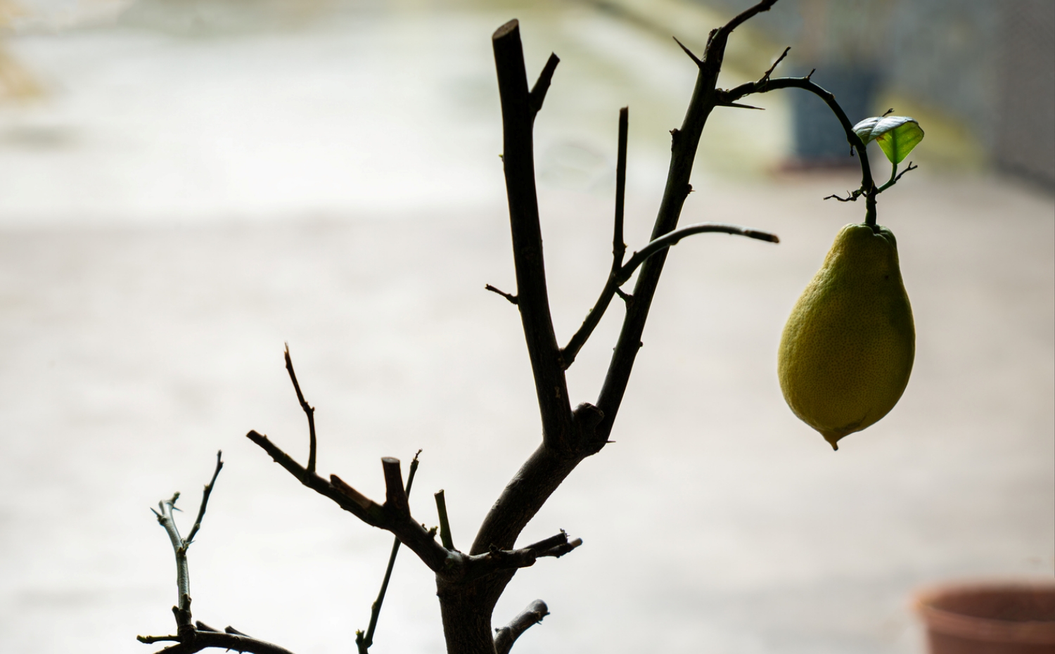 citromfa levelek nélkül