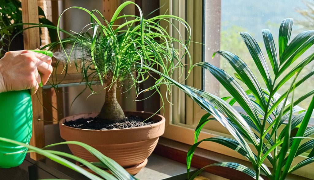 elefántláb buzogányfa szobanövény az ablakban