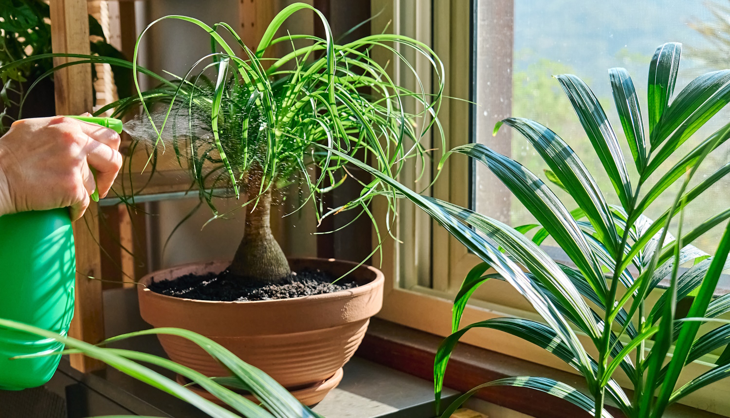 elefántláb buzogányfa szobanövény az ablakban