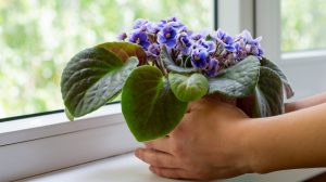 kékes lila fokföldi ibolya az ablakban