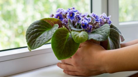 kékes lila fokföldi ibolya az ablakban