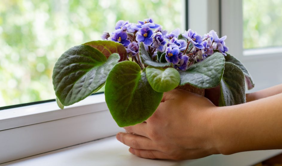 kékes lila fokföldi ibolya az ablakban