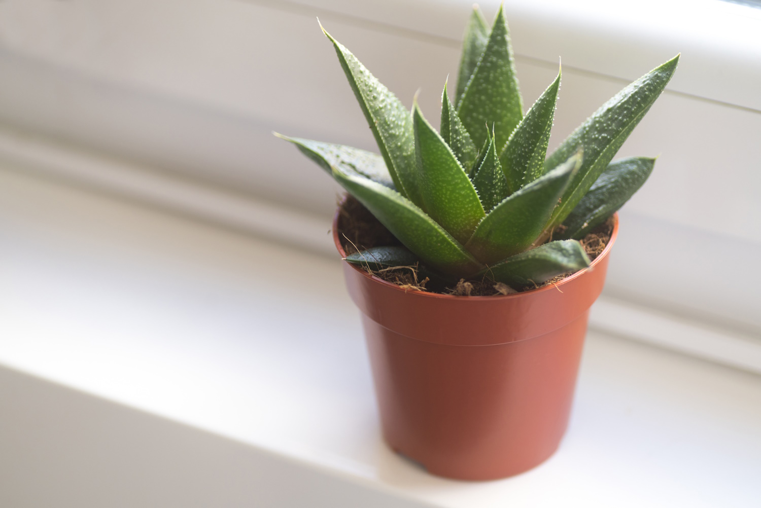 gasztéria cserépben az ablakpárkányon