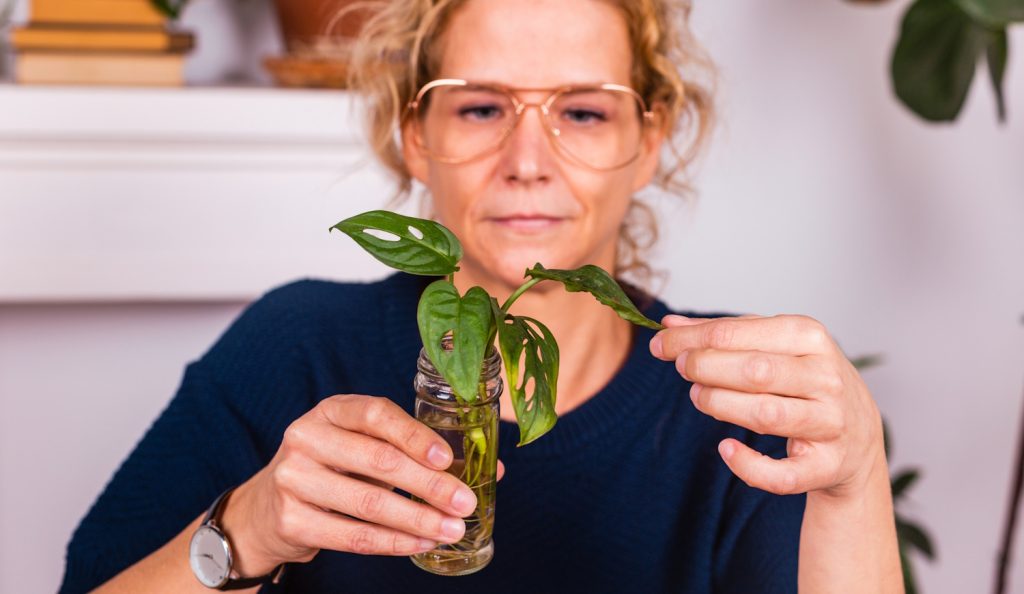 szobanövényt gyökereztet egy nő vízben befőttes üvegben