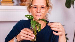 szobanövényt gyökereztet egy nő vízben befőttes üvegben