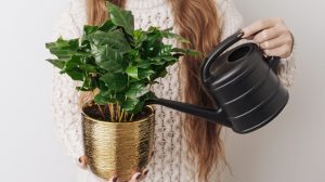 egy cserép kávécserjét locsol egy nő kannával