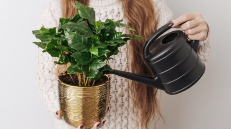 egy cserép kávécserjét locsol egy nő kannával