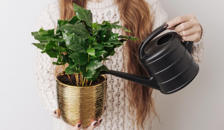 egy cserép kávécserjét locsol egy nő kannával