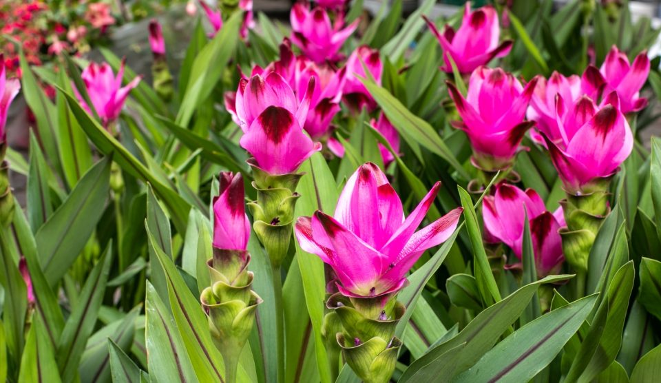 pink színű kurkuma