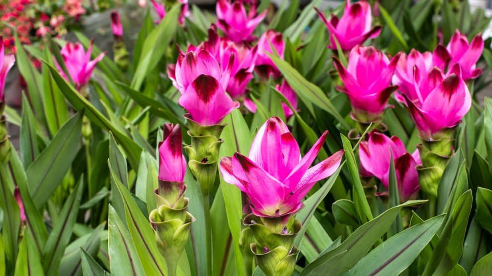 pink színű kurkuma