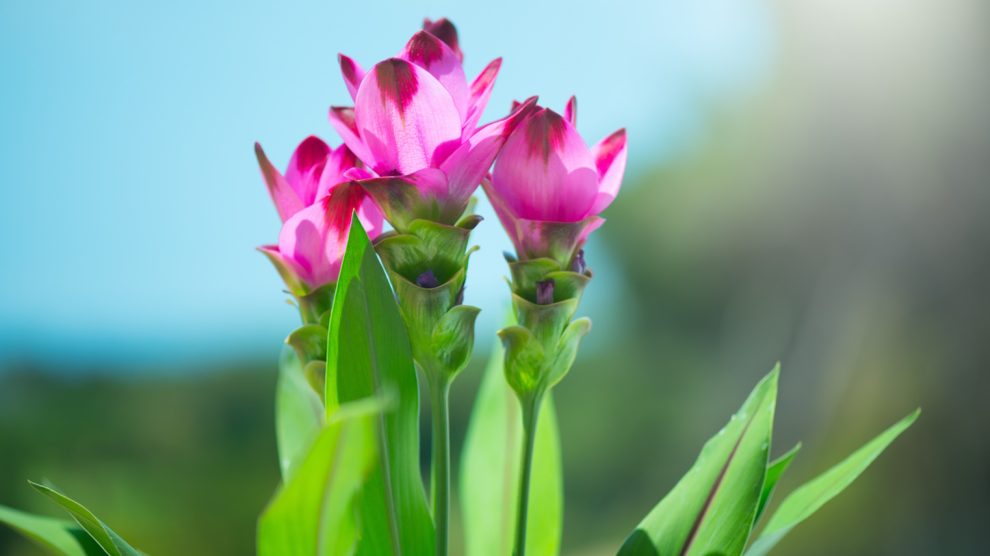 kurkuma virága cserépben