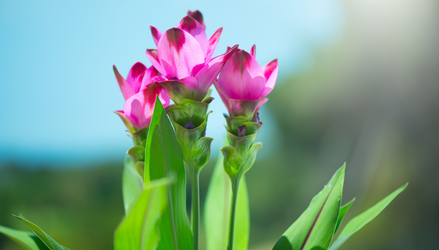 kurkuma virága cserépben