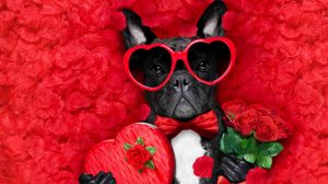 francia boldog Valentin-napi díszben