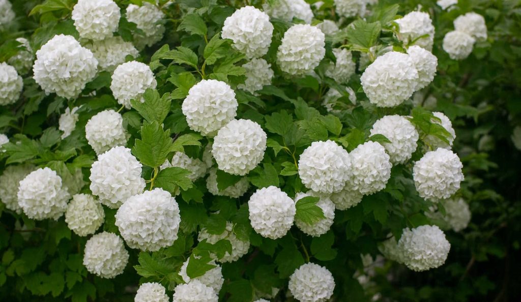 labdarózsa látványos virágai a kertben