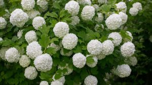 labdarózsa látványos virágai a kertben