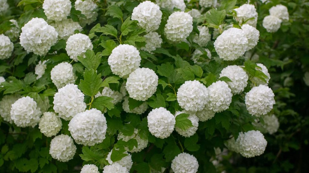 labdarózsa látványos virágai a kertben