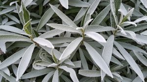 leander fagyban levelein hó megfagyott