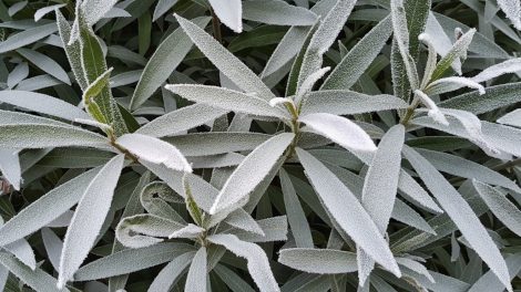 leander fagyban levelein hó megfagyott