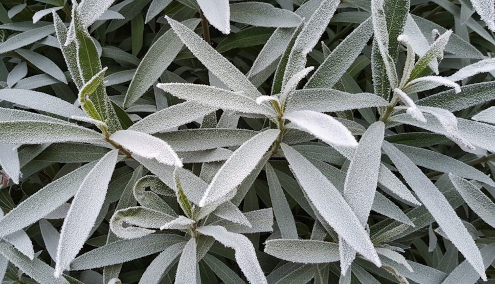 leander fagyban levelein hó megfagyott