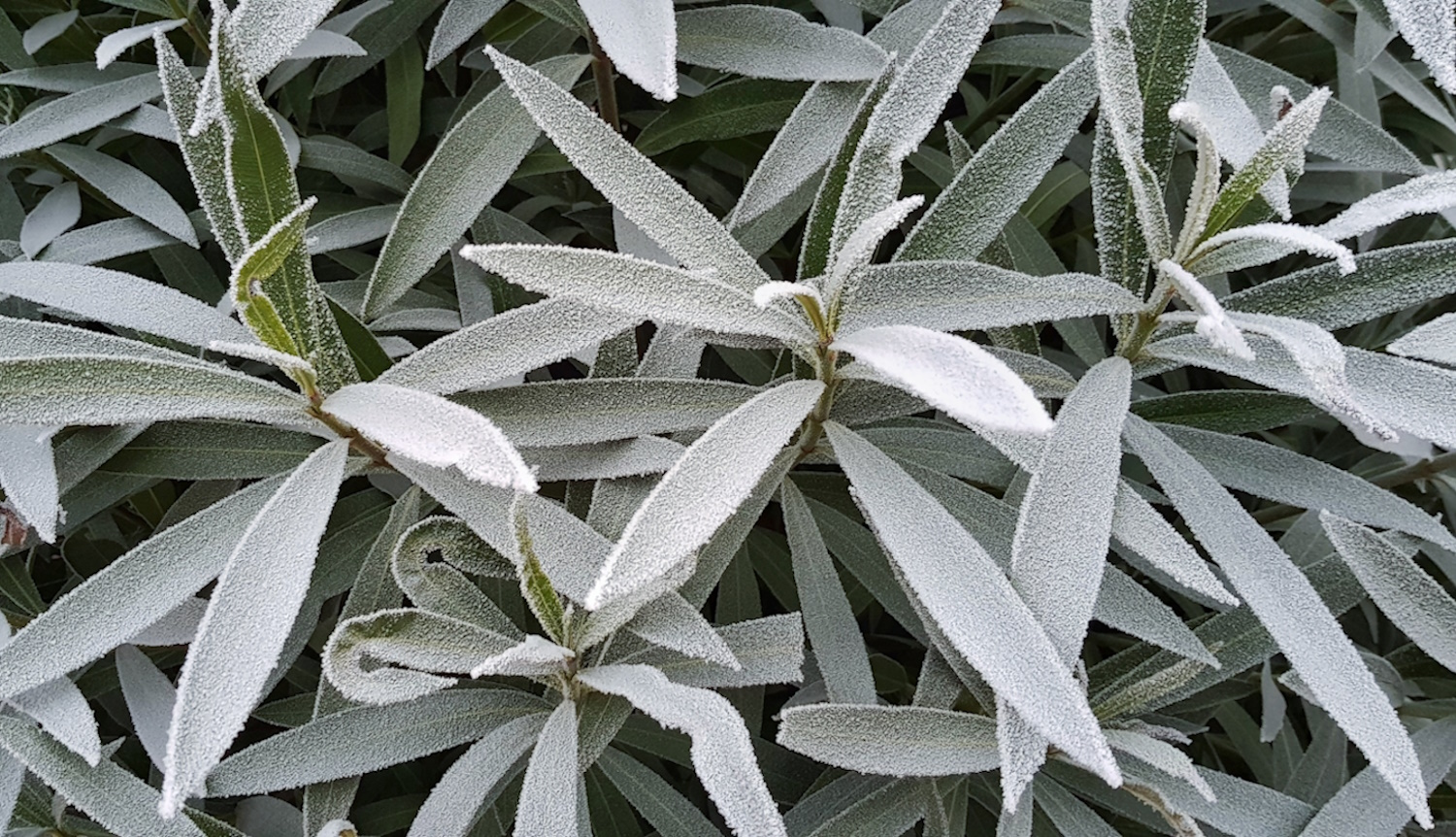 leander fagyban levelein hó megfagyott