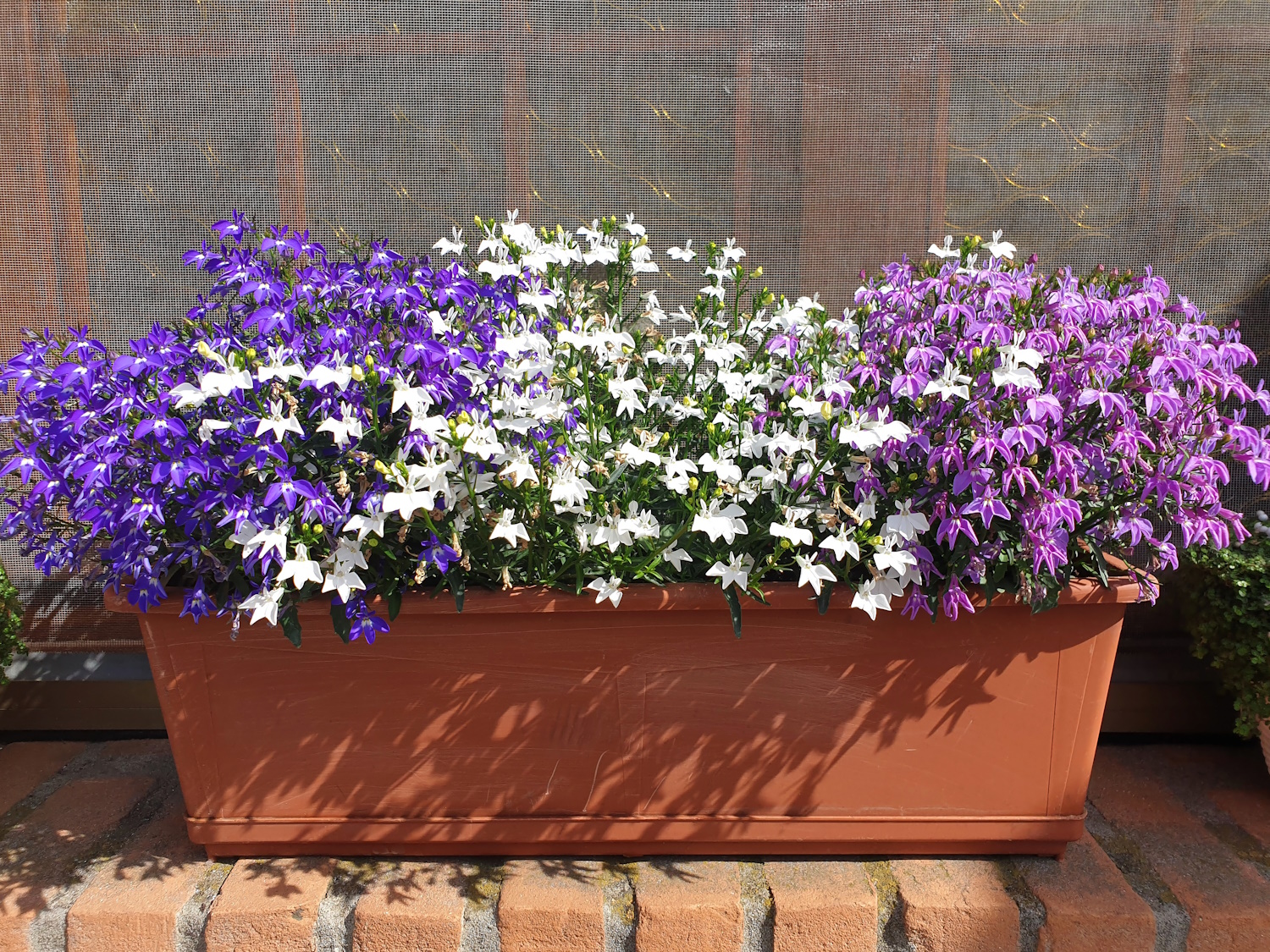 színes lobéliák balkonládában