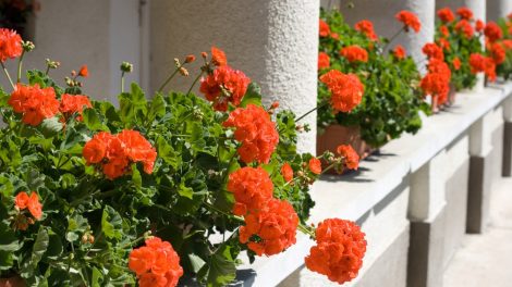 piros muskátli ablakban