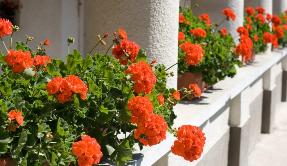 piros muskátli ablakban