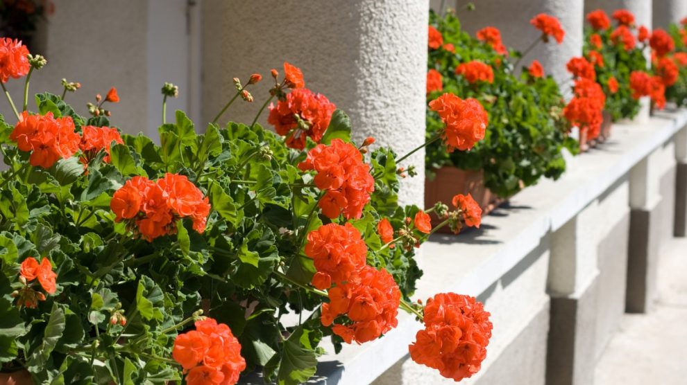 piros muskátli ablakban