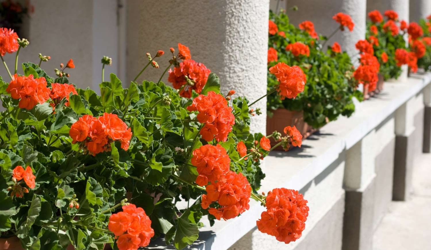 piros muskátli ablakban