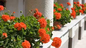 muskátlik a tornácon