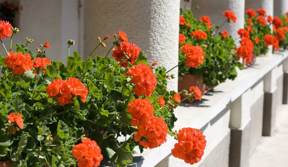 muskátlik a tornácon