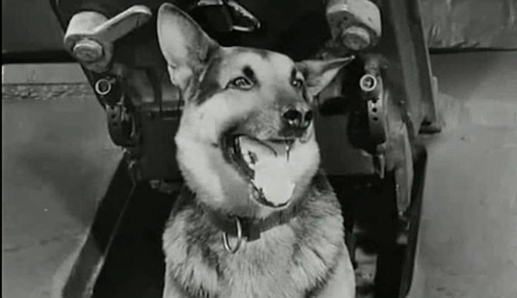 négy páncélos és a kutya lengyel sorozat nyitókép