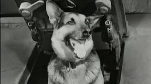 négy páncélos és a kutya lengyel sorozat nyitókép